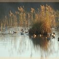 canards sur l'étang de Cousseau