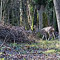 Jeune couple dans les bois ....