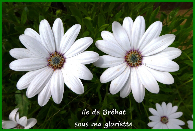 Bréhat Lîle Aux Fleurs Sous Ma Gloriette