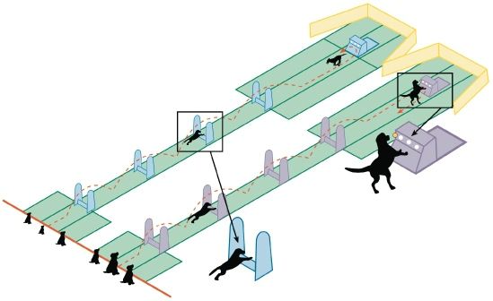 flyball (2)