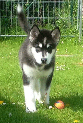 Gibbs_20150509_01