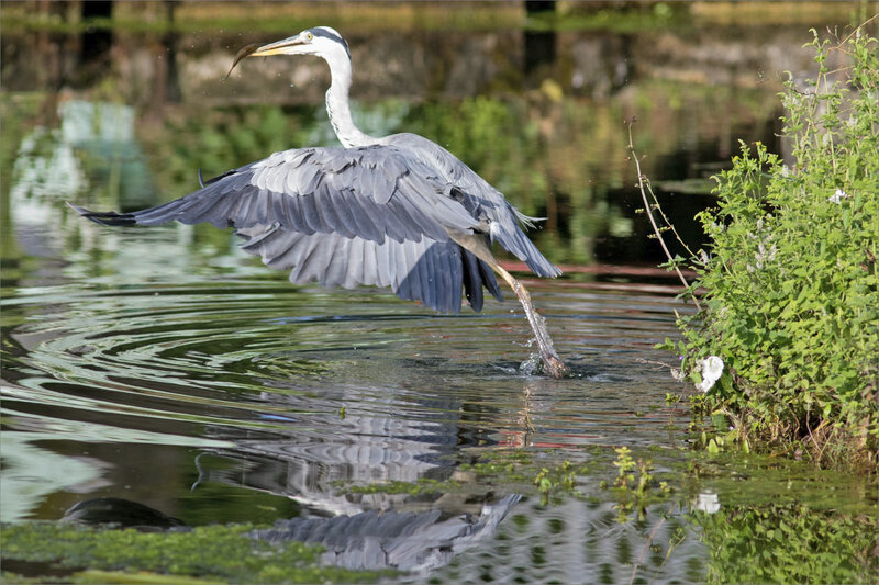 Oiseau héron pêche matin 120819 ym 7 envol