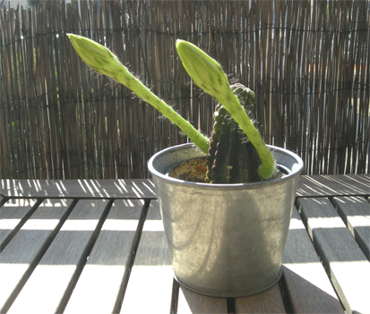 cactusfleuri