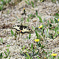 Machaon - Papilio machaon (10)