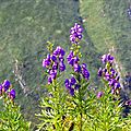 Les splendides aconits napel, aconitum napellus, à Antzola...
