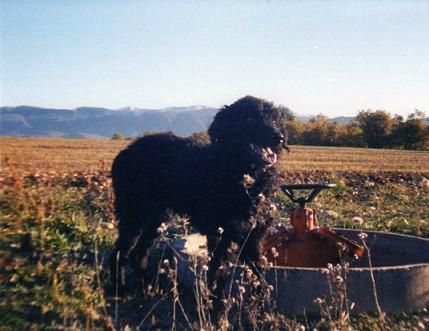 Le Chien Berger De Crau La Ferme à Nouky