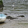 Le deuil des oiseaux