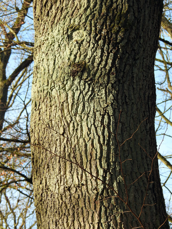 Écorce du Chêne pédonculé (Quercus robur)