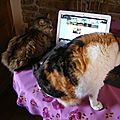 Comment bloguer quand on est envahi ?