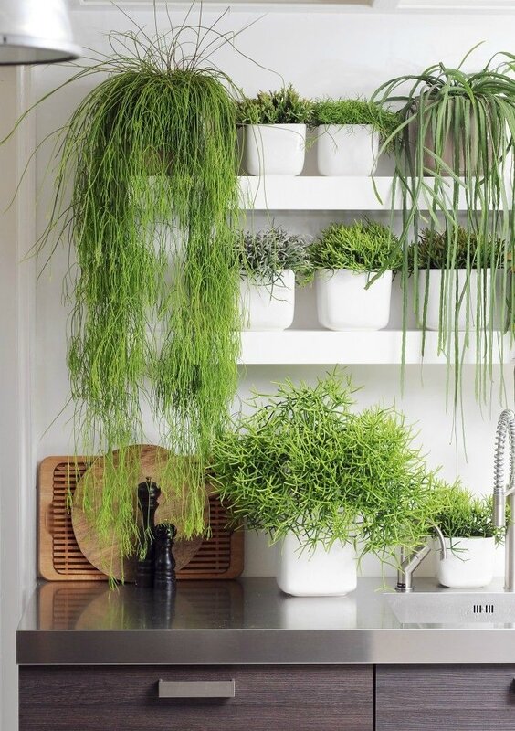 rhipsalis_desk