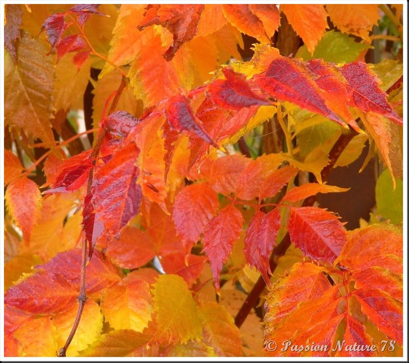 La forêt aux couleurs d'automne (18)