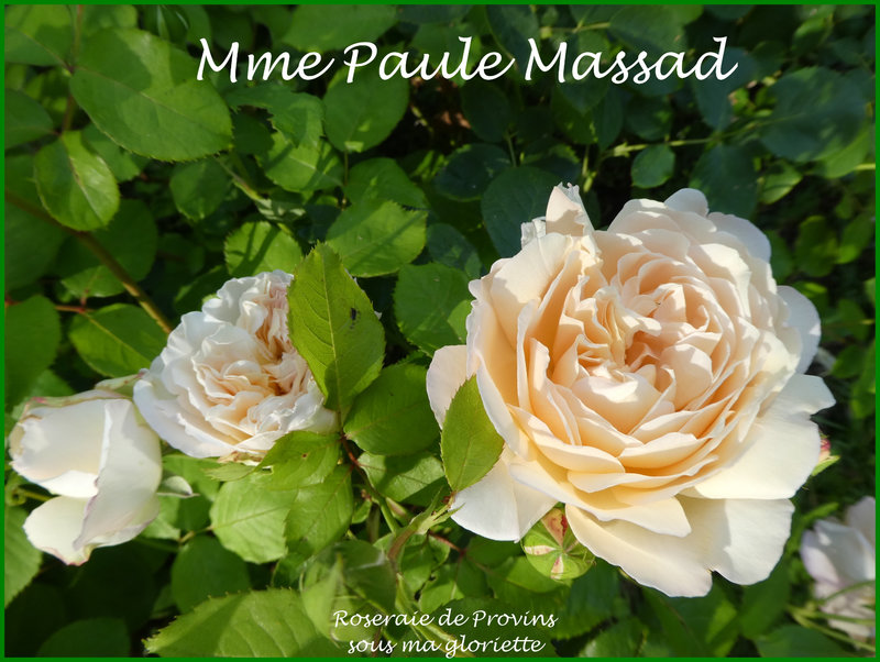 Mme Paule Massad