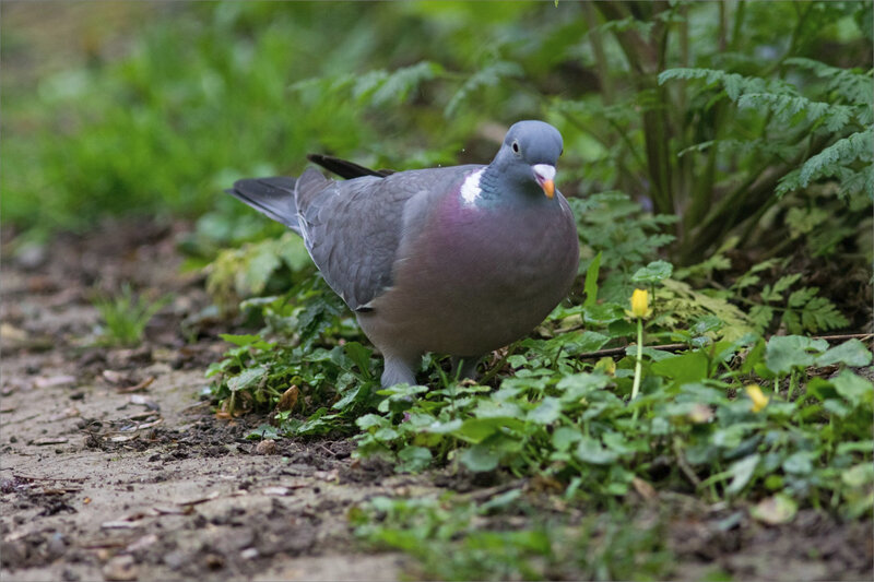 Chemin oiseau pigeon ramier 060420 6 ym