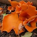 Champignon