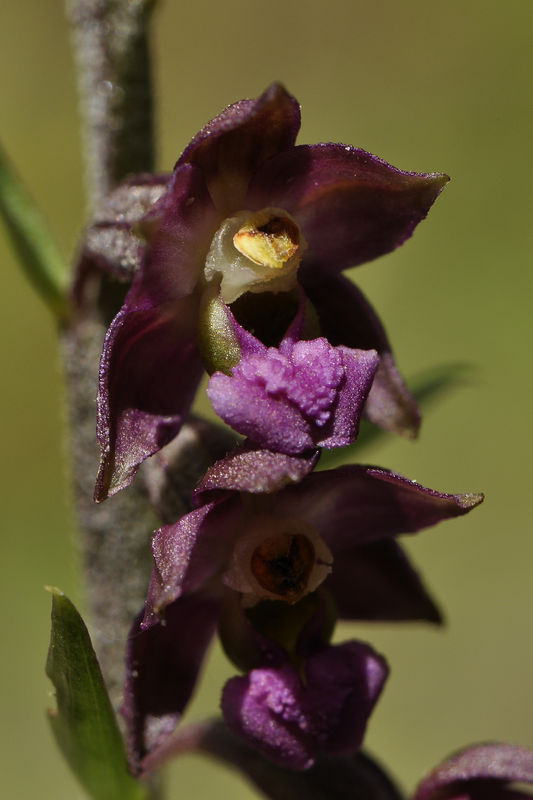 _DSC0371_Epipactis_atrorubens