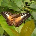 Parthenos sylvia • Nymphalidae • Philippines