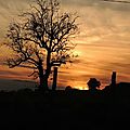 Mon arbre 5