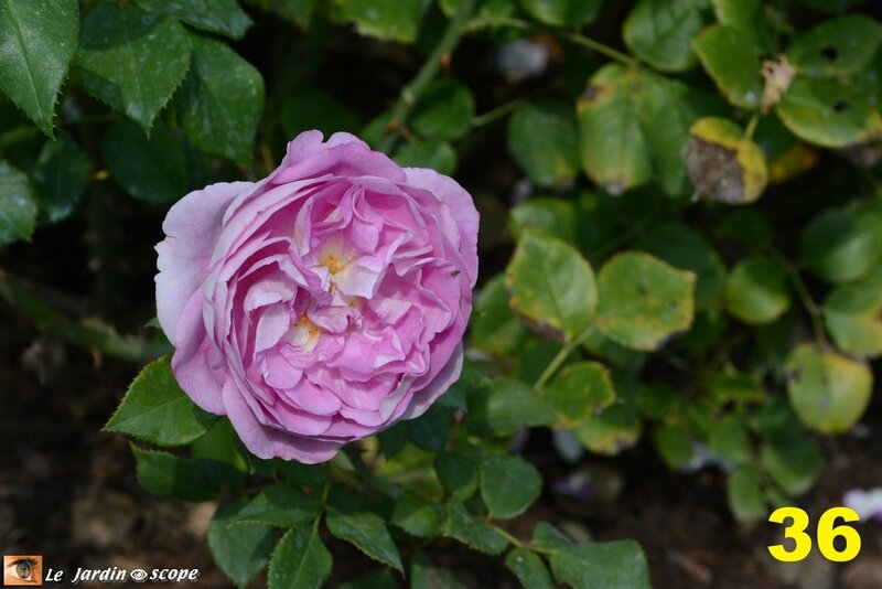 36-Concours international de roses d'Orléans 2016