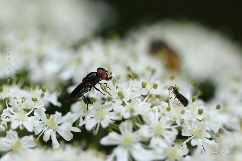 Syrphidae (Melanostoma sp ?) - Coleoptera