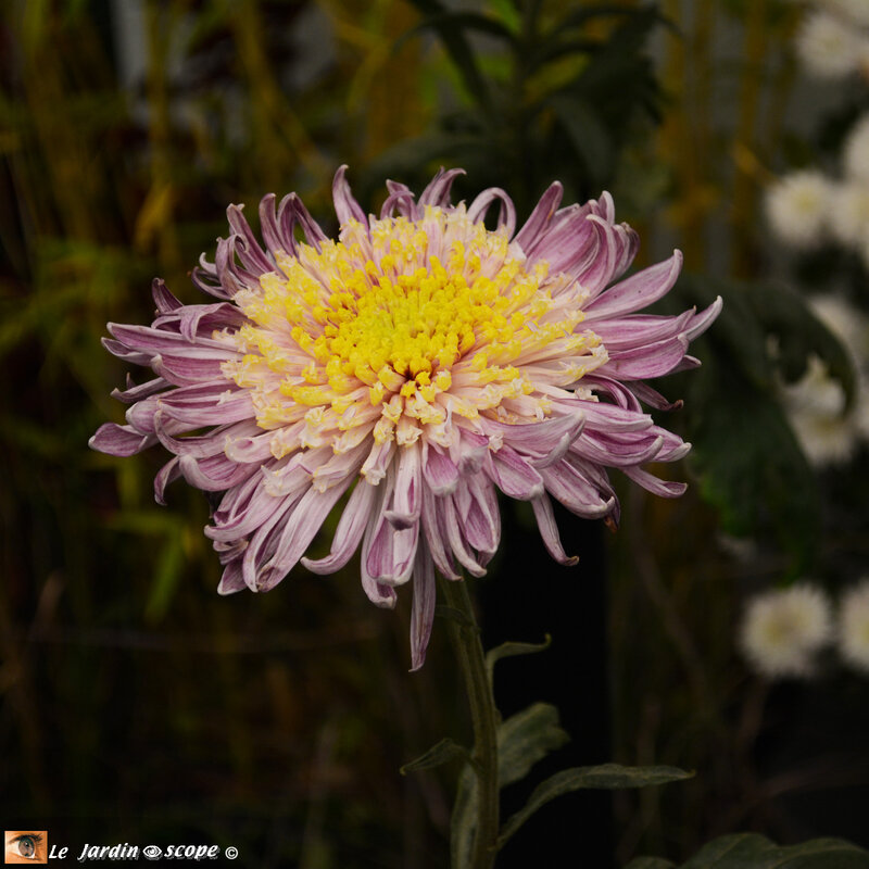 PAT_9056-Chrysanthème