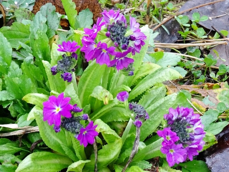 primevere violette