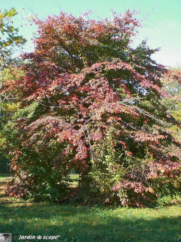 Parrotia persica dans sa parure d'automne…!