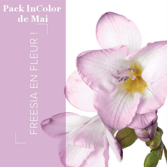 Pack Freesia en Fleur