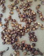chouchous de noisette (1)