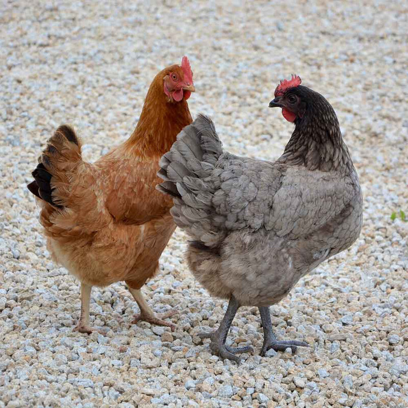 Faire un poulailler et avoir un poulailler chez soi..et des poules 