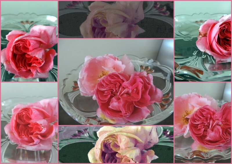 Roses (Copier)