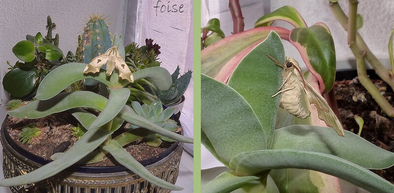émergence dans les cactus
