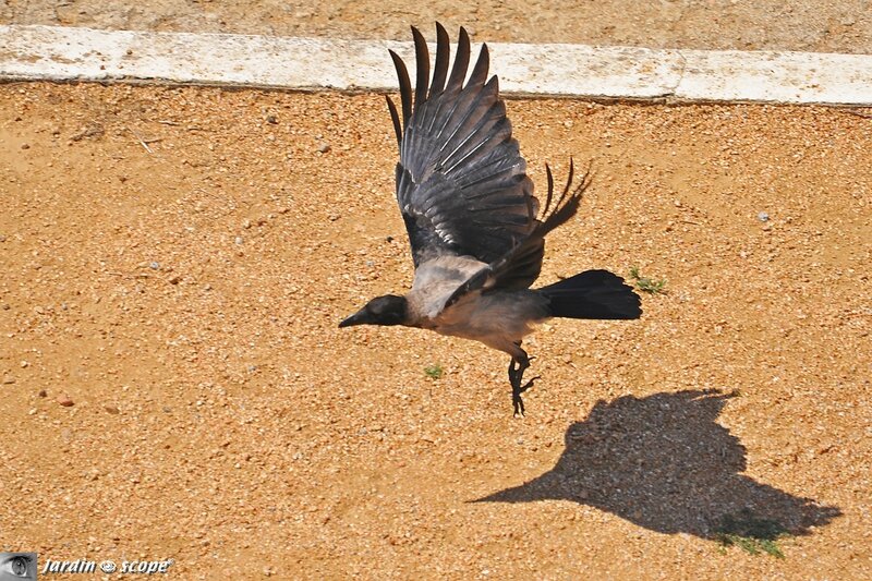 Corneille mantelée • Corvus cornix (Corse) - en vol