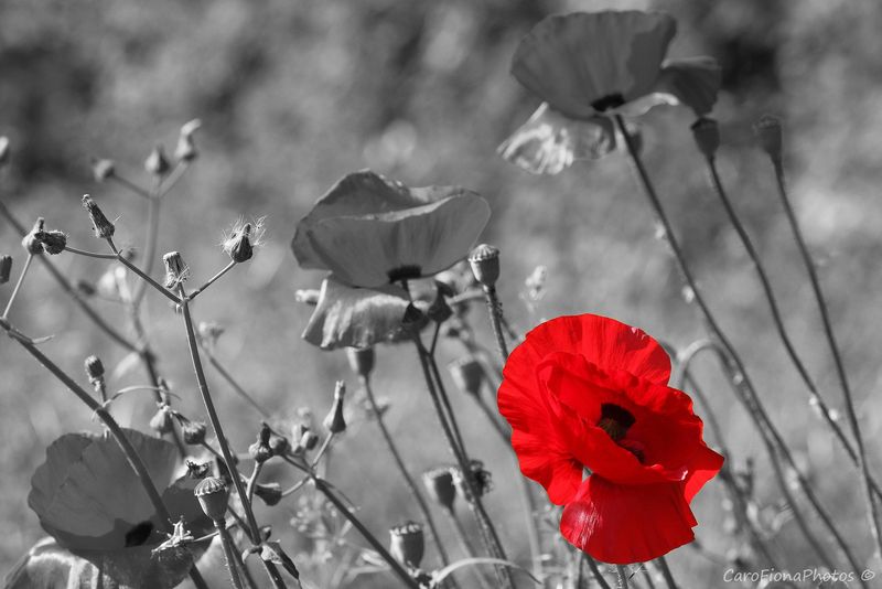 Coquelicot Tous Les Messages Sur Coquelicot Carofiona Photos