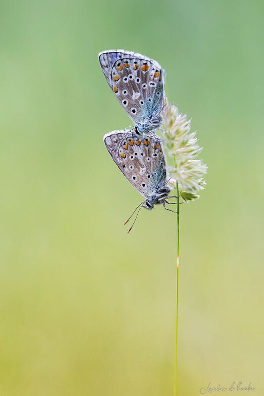 wb_Duo mélitées_20180530_4151