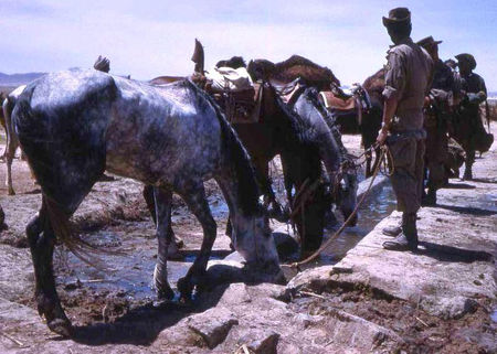 12_RCA_NONNEZ_Guellalia_4_op__chevaux