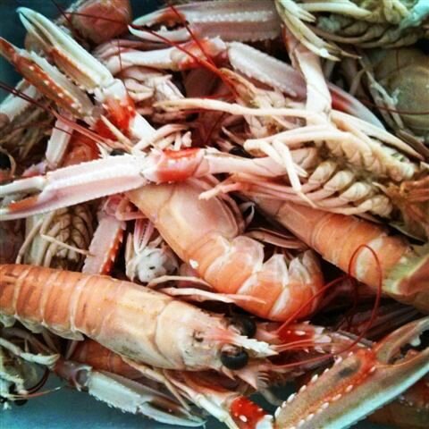 Langoustines de Bretagne ©Kid Friendly