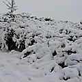 Broussailles crépies par la neige à Burgaronne...