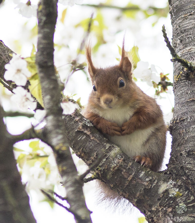 Un écureuil qui profite de sa nourriture en hiver Assiette en