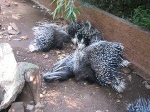 Porcs__pics_2