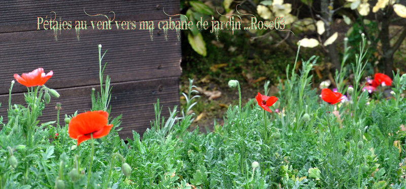 Ma frise coquelicots au vent en ce 8 mai 2019 Rose63