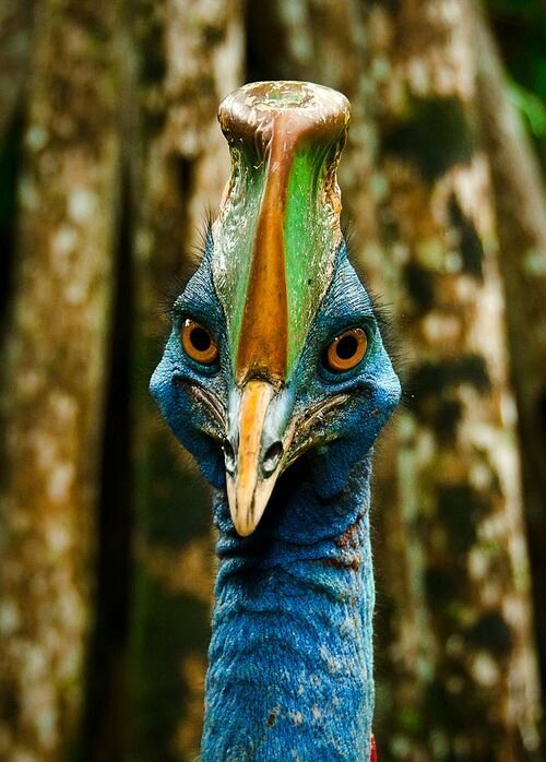 Cassowary Alain R Truong cassowary-alain-r-truong