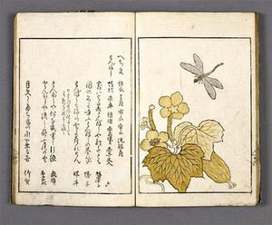 libellule_album_botanique_asie_musee_guimet_yama_no_seki_nymphea_japon