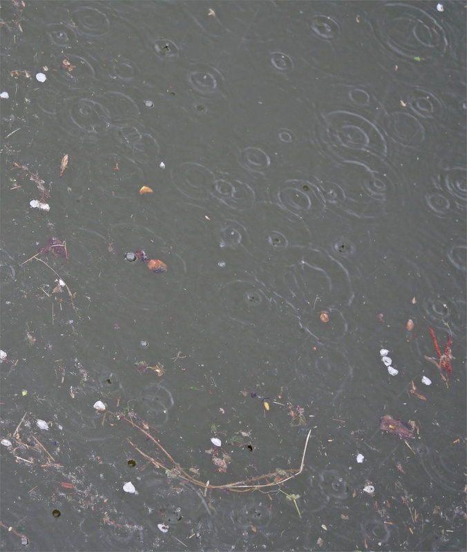 Pluie grain 310923