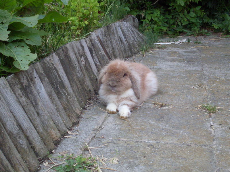 Pourquoi Mon Lapin Gratte Le Sol les sorties - tout savoir sur le lapin nain