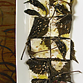 Tofu aux feuilles de périlla ( shiso, ketnip, tiato) en saumure de sauce de soja