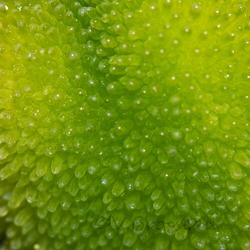 fruit-vert