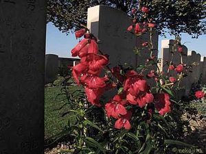 IMG_1920C