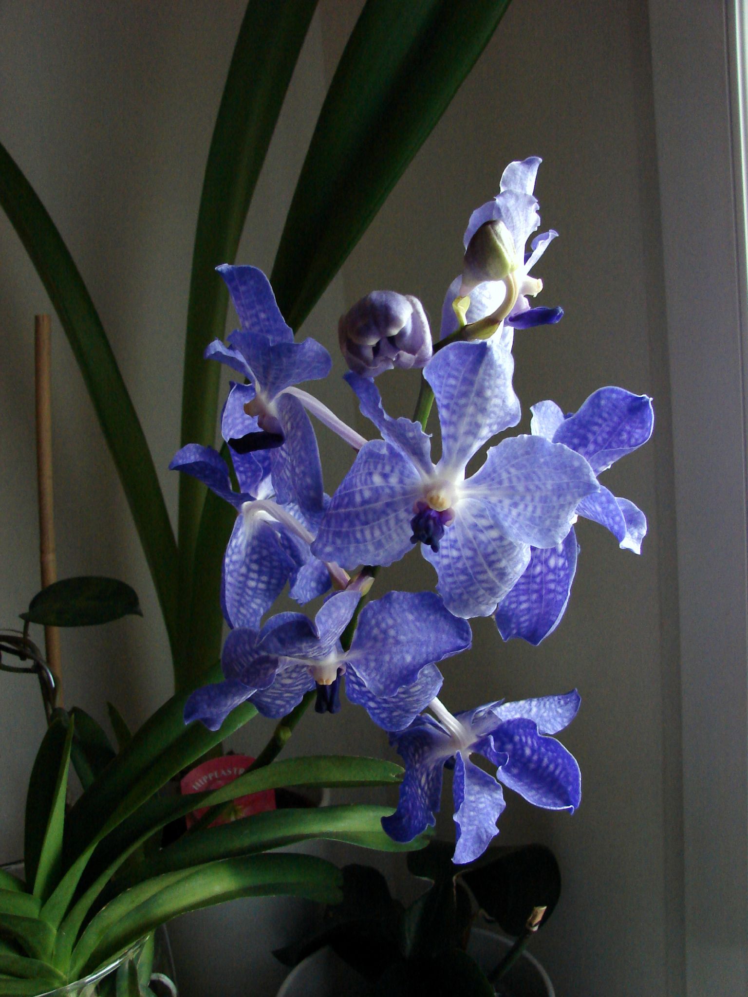 Une orchidée nommée Vanda - LE BLOG DE MIMIBLUE