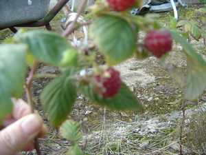 13_d_cembre_2009___Framboises_003