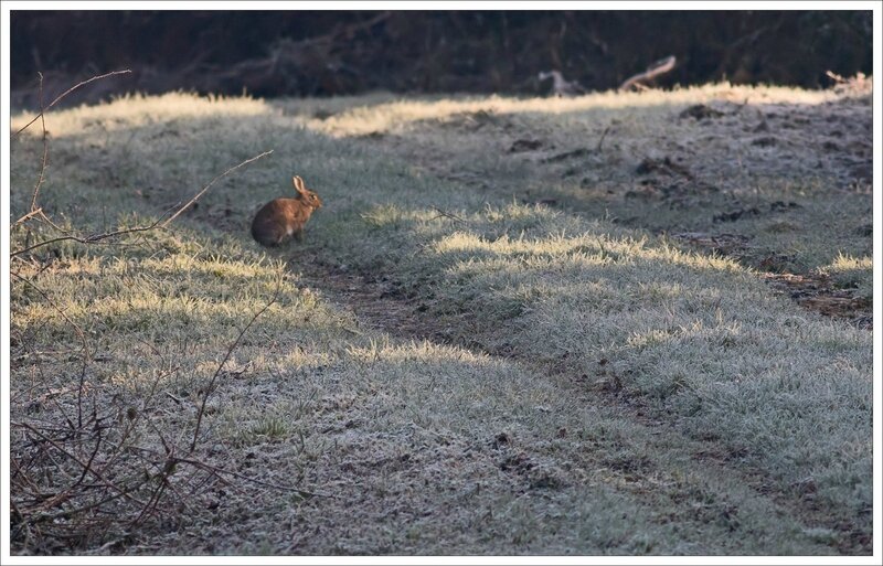 LC lapin matin gelée 160116